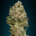 Critical